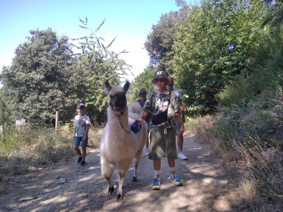 promenade avec le lama