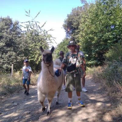 promenade avec le lama